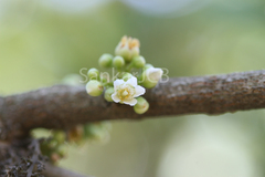 Lepisanthes tetraphylla